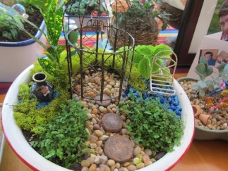 NT-tin-140715-vuon-mini (2) NT tin 140715 vuon mini 2