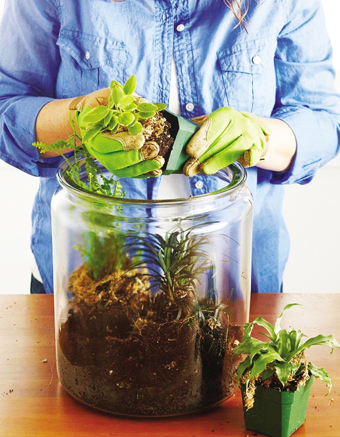 NT253_Nhavavuon011016_Trong-terrarium-3