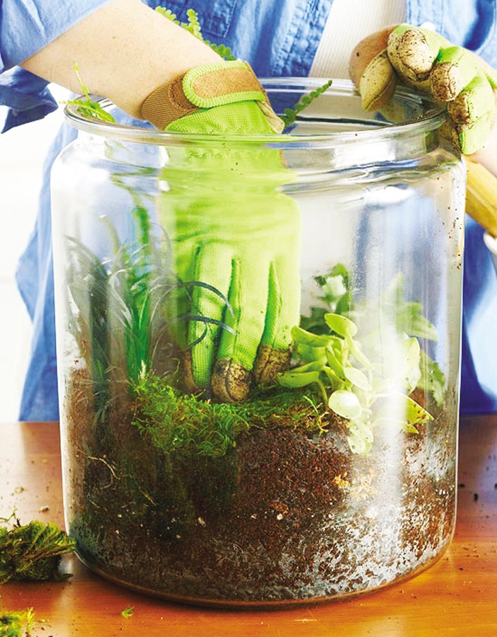 NT253_Nhavavuon011016_Trong-terrarium-4