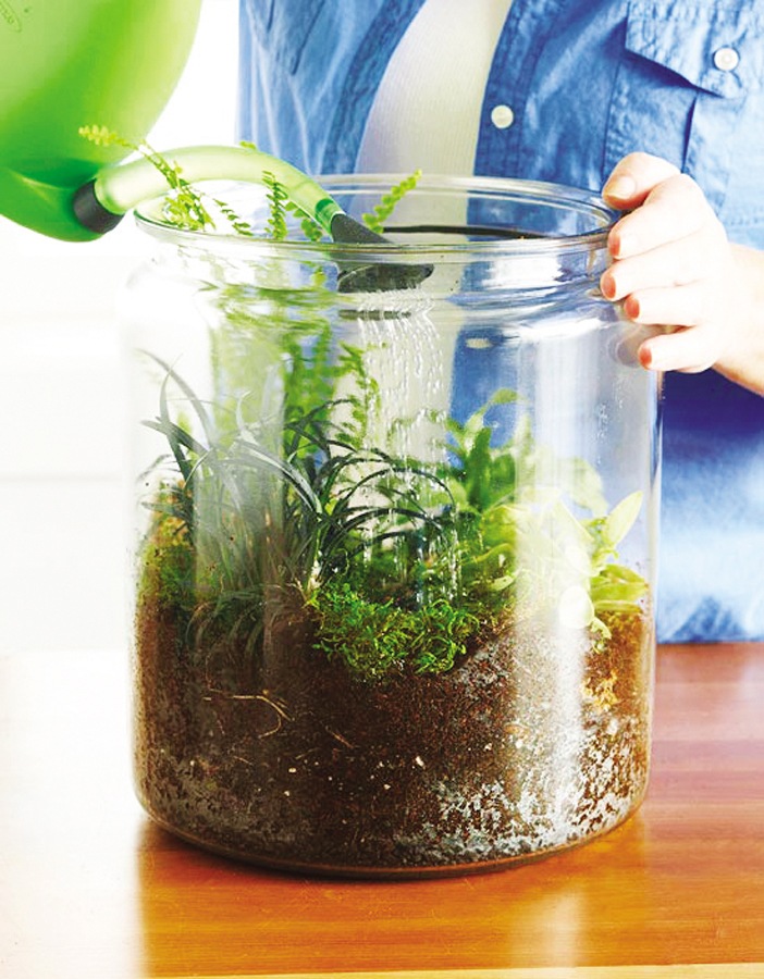NT253_Nhavavuon011016_Trong-terrarium-5