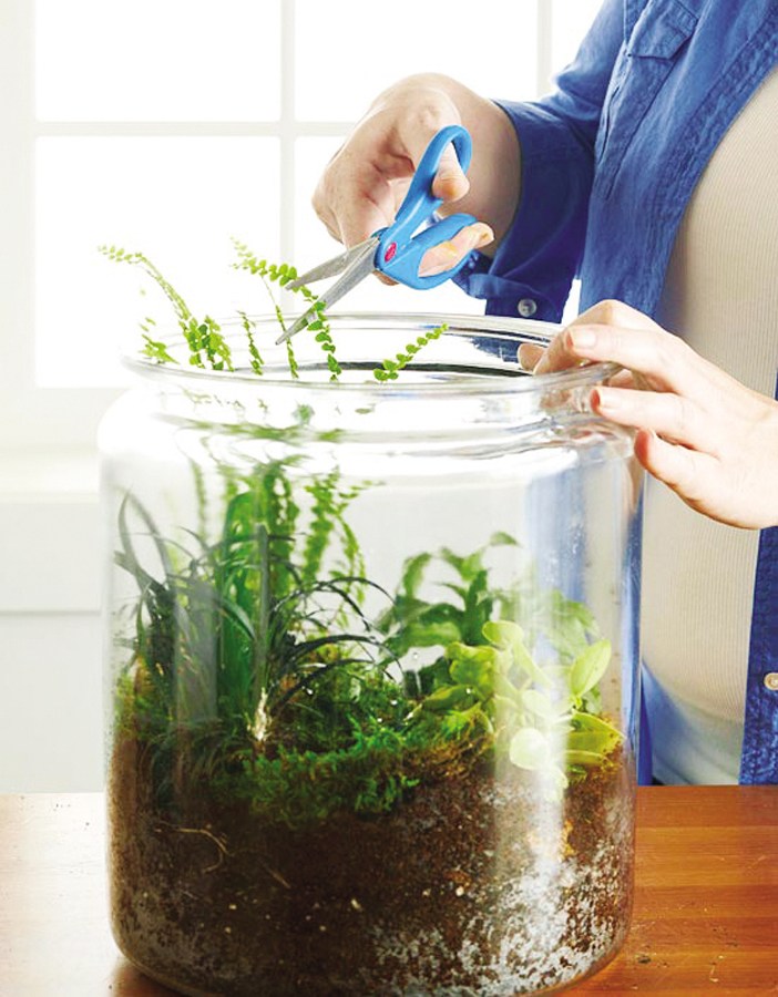 NT253_Nhavavuon011016_Trong-terrarium-6